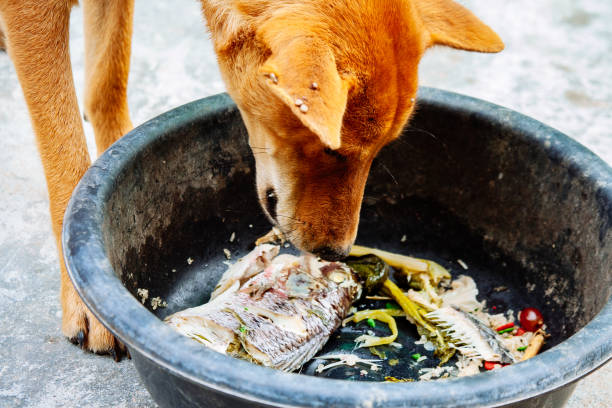 istock mad and hungry homeless dog 1202728482