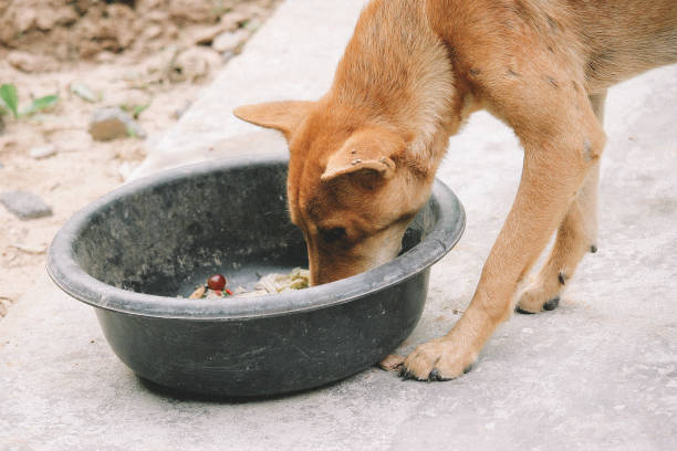 istock mad and hungry homeless dog 1202728483