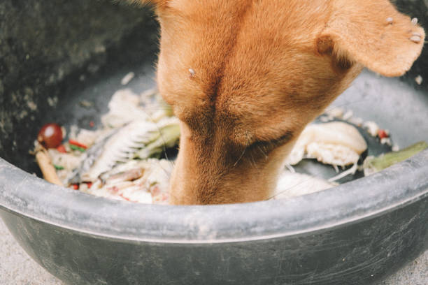 istock mad and hungry homeless dog 1202728697