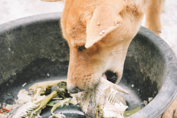 istock mad and hungry homeless dog 1202728707