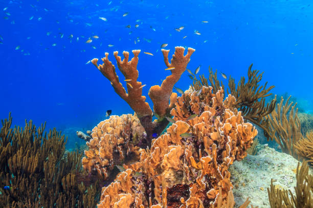 istock Caribbean coral garden 1202728777