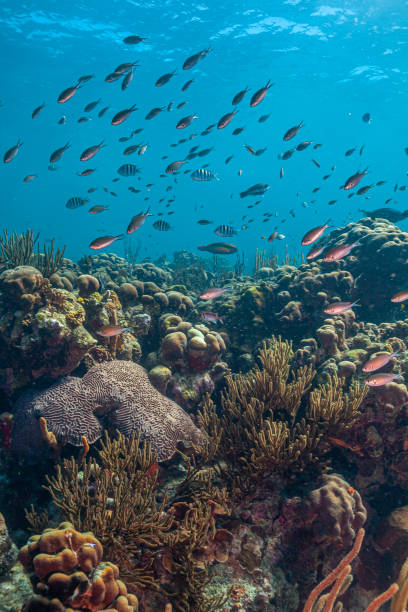 istock Caribbean coral garden 1202728843