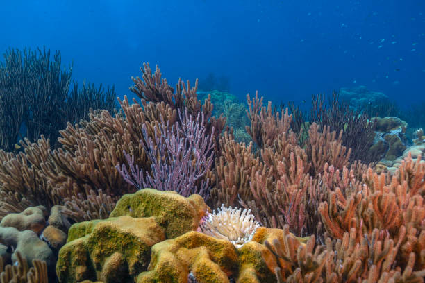 istock Caribbean coral garden 1202729438