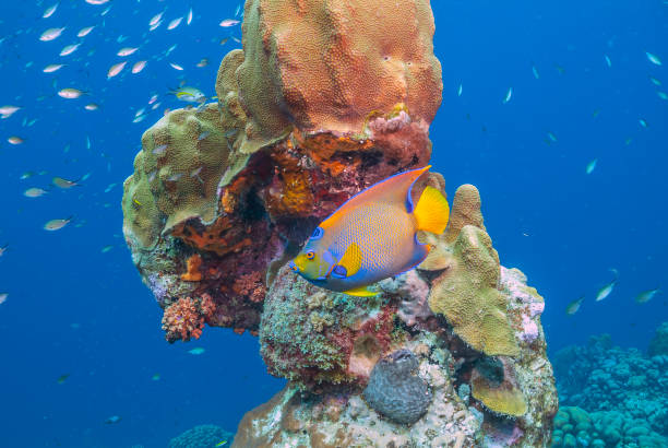 istock queen angelfish,Holacanthus ciliaris 1202729491
