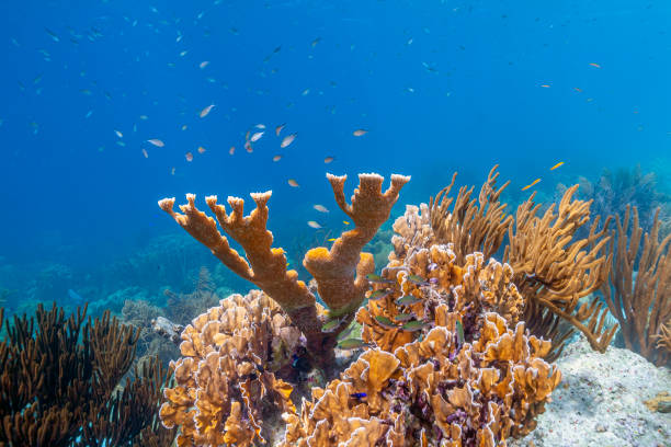 Caribbean sea underwater coral reef with colorful tropical fish, Greater Antilles, Cuba