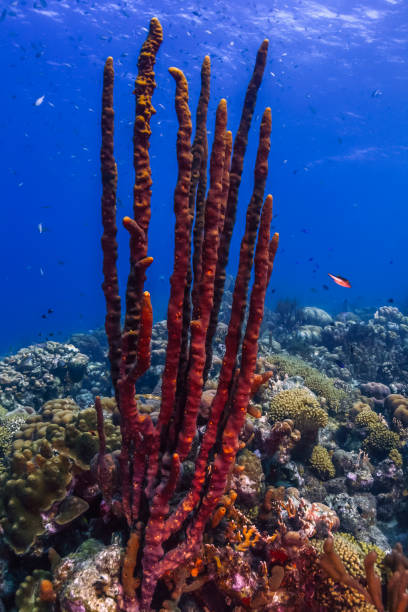 istock Caribbean coral garden 1202729564