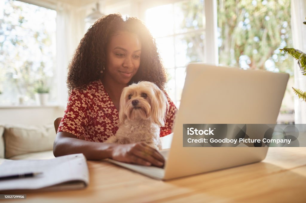 Young woman sitting with her dog and using a laptop Smiling young African American woman sitting with her adorable little dog on her lap and working online with a laptop at home Dog Stock Photo