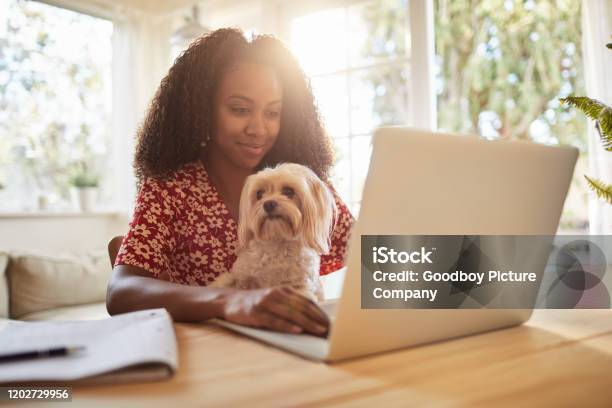 Young Woman Sitting With Her Dog And Using A Laptop Stock Photo - Download Image Now