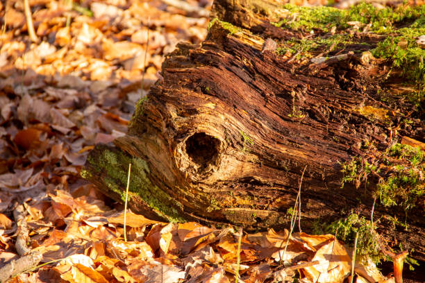 a rotten tree with moss and a large knothole
