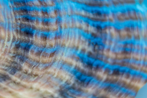 istock Macro image top side of a sea mussel 1202731644