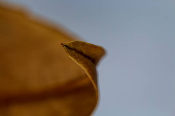 istock Macro image of a curved autumn leaf 1202731836