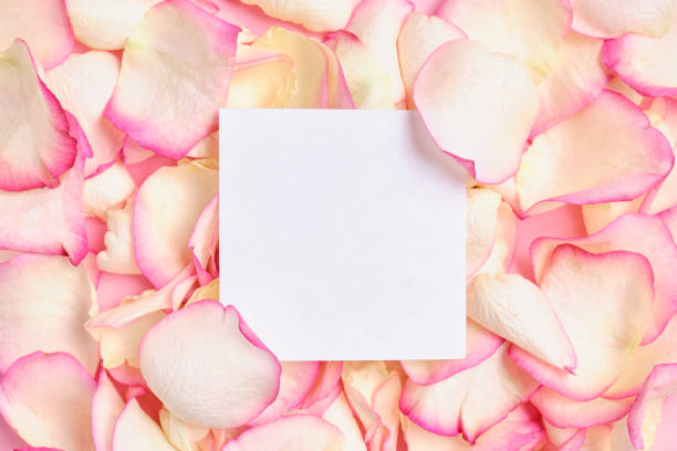 istock Square white leaf for copy space against the background of pink petals. 1202732687