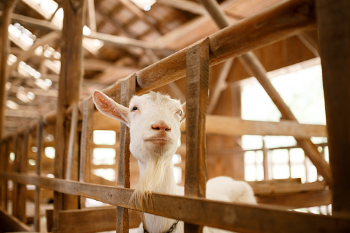 Close Up Domestic Goat