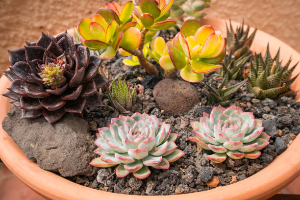 istock mixed mini succulent plants in pot - outdoor succulents - 1202735640