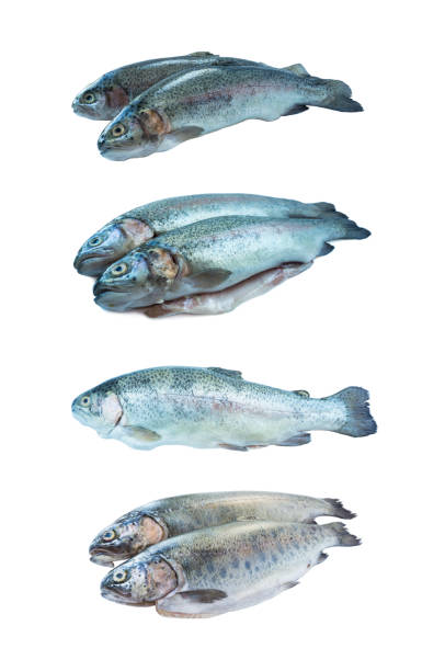 istock Fish rainbow trout, isolated on a white background. Rainbow trout over white background. Fish with copy space for text. Rainbow trout from different angles on white. Set of rainbow trout fish. 1202735792