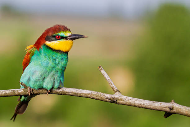 istock unusual colored bird on a dry branch 1202736142