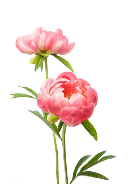 Peony flowers on a white background Two pink flowers peony stock pictures, royalty-free photos & images