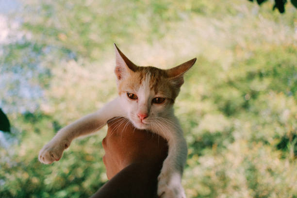 istock my cute and playful kitten edited with film tone effect 1202737336