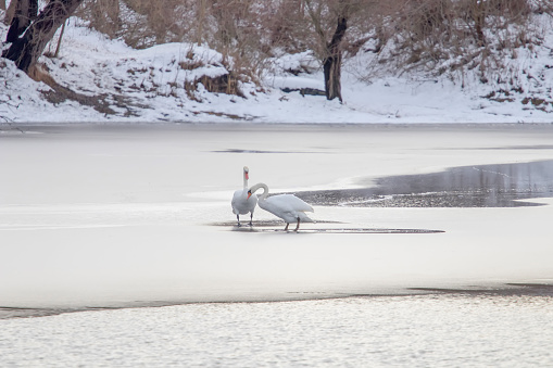 Two white swans on frozen lake. Winter frozen lake.