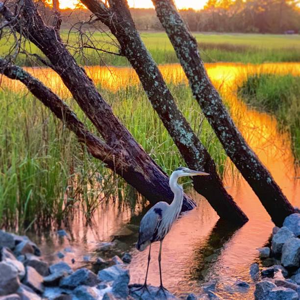 Sunset Hunt Happy heron on the creek marsh photos stock pictures, royalty-free photos & images