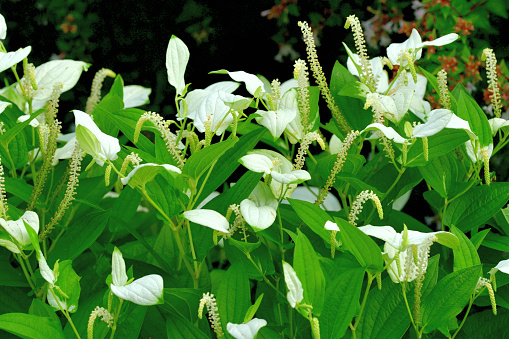 Saururus chinensis, commonly called Asian lizard’s tail, has attractive, green foliage with white splotches on the leaves at the top of the plant. It is native to wetlands, including water gardens, meadows, marshes, ditches, swampy forested areas, fields and roadsides in East Asia. Minute, spicily fragrant, white to yellowish-white flowers bloom in early to mid-summer (June-August). Each flower spike resembles the tail of a lizard, hence the common name.
