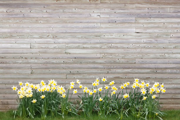 Daffodils growing in Spring against a wooden building, with copyspace ideal for a background or template
