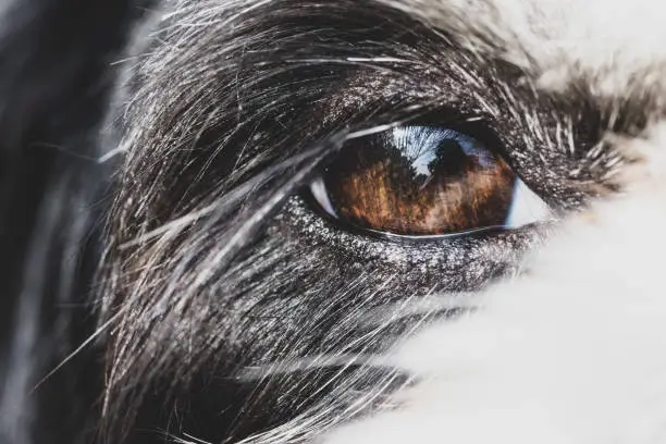 Photo of Closeup of the eye of a Lhasa apso.