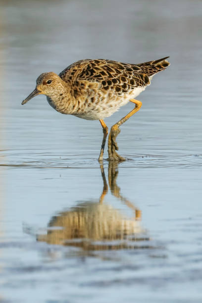 istock Ruff water bird (Philomachus pugnax) Ruff in water 1202742693