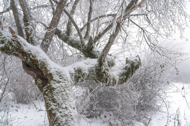 istock Icy tree in a foggy forest 1202742891