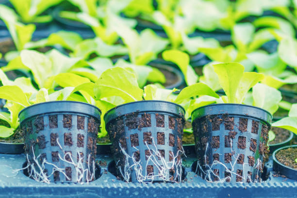 istock Lettuce Hydroponic farm. Lettuce Sprouts. Green Young Lettuce Plants. Lettuce seedlings. Spring Seedlings. 1202743054