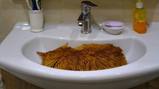 istock Portrait of a domestic cat. 1202744202