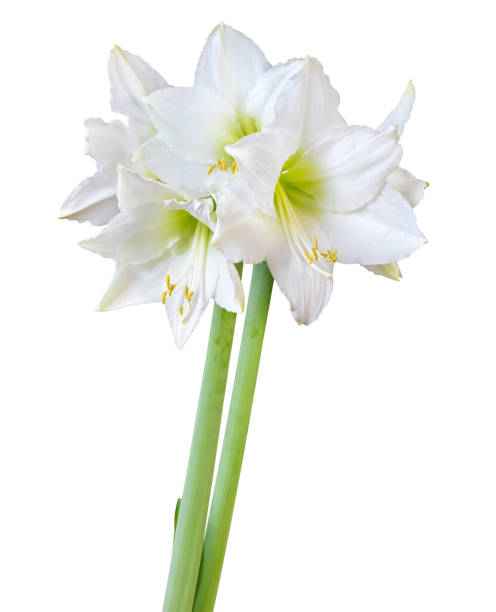 bellissimo bouquet di amaryllis bianco (amaryllidaceae, hippeastrum) con germogli isolati su sfondo bianco, incluso il percorso di ritaglio. - amaryllis foto e immagini stock