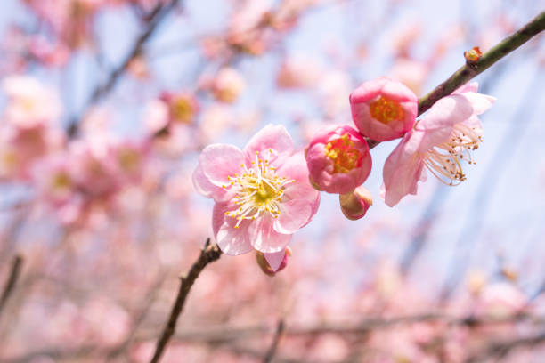 Prunus mume blooming in winter under blue sky