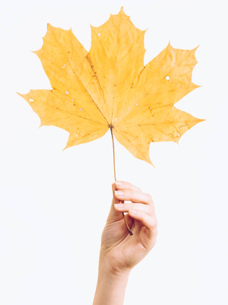 istock Female hand holding maple leaf in hand 1202744436