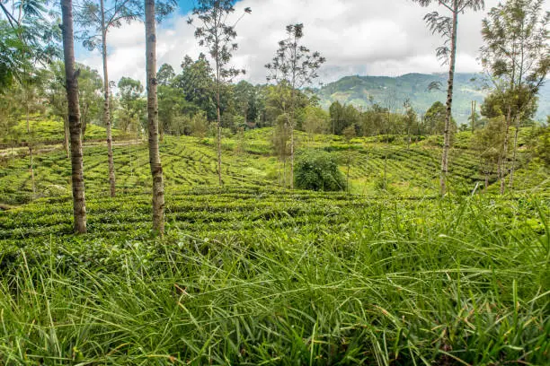 Photo of Tea Factory in tea plantation near Haputale. Sri Lanka.