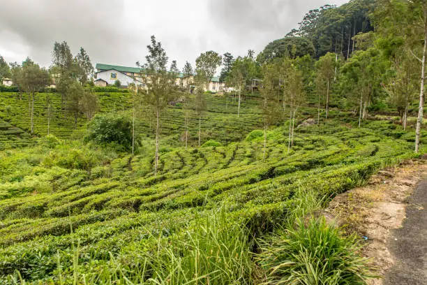 Photo of Tea Factory in tea plantation near Haputale. Sri Lanka.