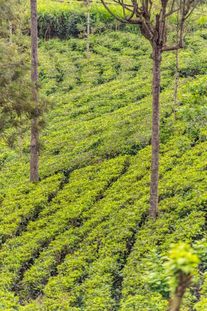 Photo of Tea Factory in tea plantation near Haputale. Sri Lanka.