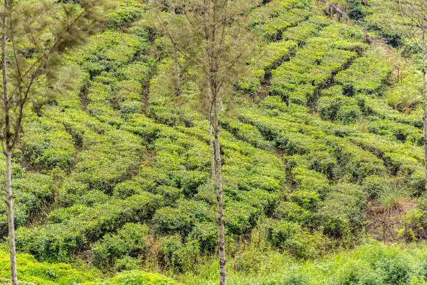 Photo of Tea Factory in tea plantation near Haputale. Sri Lanka.