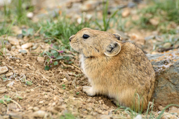 istock pika stone burrow rodent 1202745449