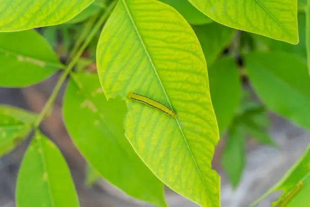 Photo of Little green worm eaten green leaf.