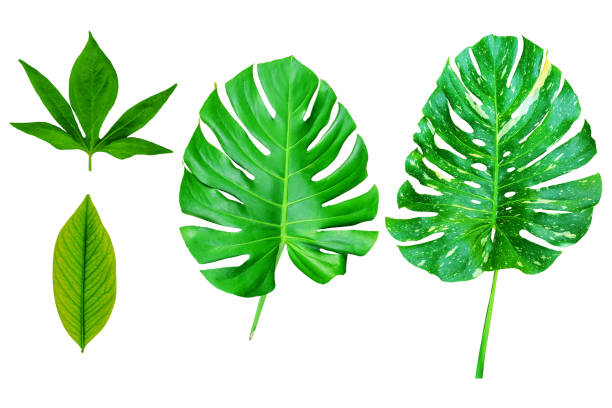 istock Set collection of Tropical leaves isolated on white background. 1202745522