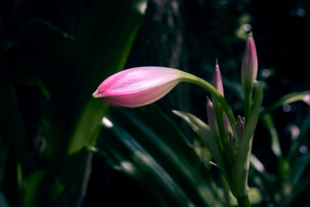 Bud of a Pink Crinum Moorei or Natal Lily flower. stock photo