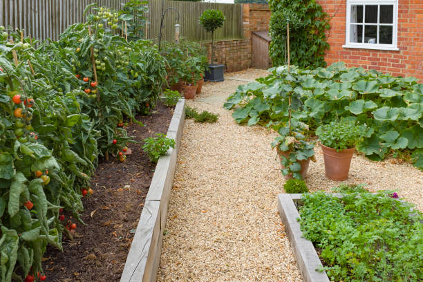 istock Growing vegetables in a kitchen garden 1202745743