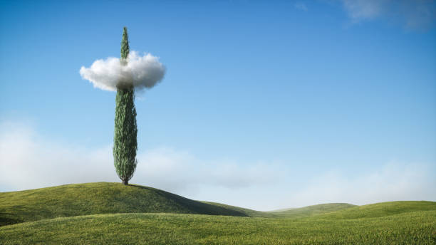 Cypress tree with cloud on green grass hills and blue sky. Landscape minimal concept.