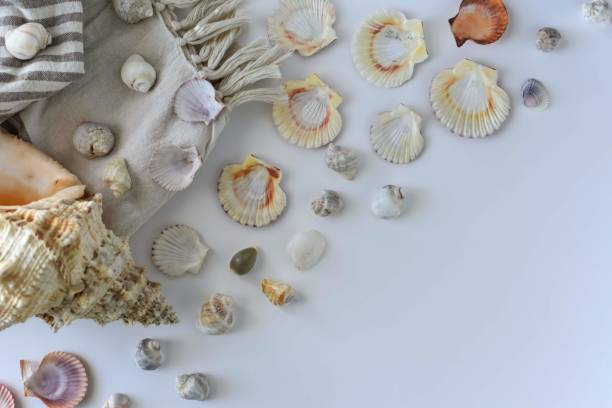 istock Sea shells and beach mat, summer holiday symbols image. 1202748430