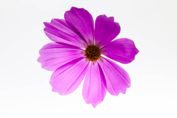 istock On light box view of pink cosmos flower 1202748826
