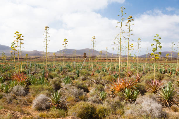 istock Fuerteventura landscape with Agave plants 1202748863