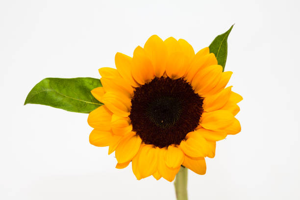 istock Beautiful sunflower with leaves isolated on white 1202748907