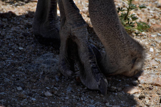 Just the head of the ostrich and foot of the ostrich is shown. The ostrich has put is head under its foot. The foot is dinosaur like. The photo was taken in March 2019.