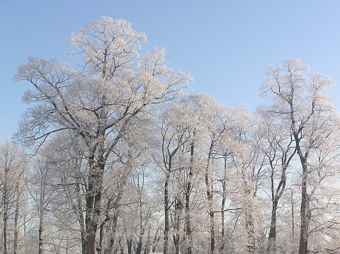 Beautiful winter landscape in the morning light. Transilvania, Romania